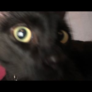 Meet your Posher, Kori